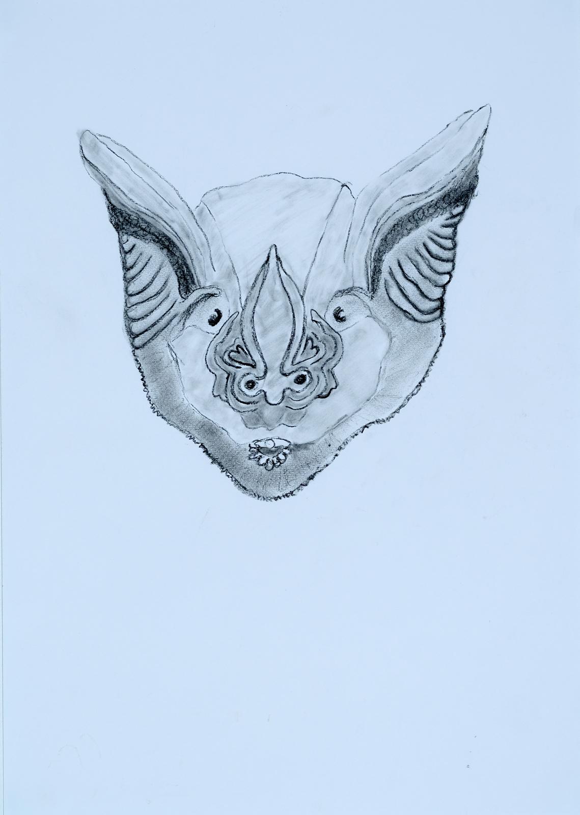 charcoal drawing of a bat face