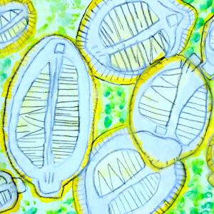 Picture of lemons cut in half drawn in pencil and coloured in yellow on a green background